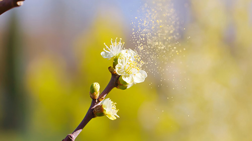 Pollen Allergie